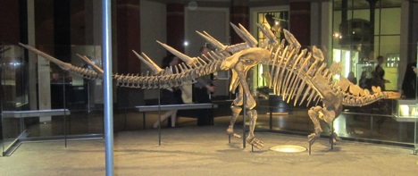 Kentrosaurus in the Museum für Naturkunde